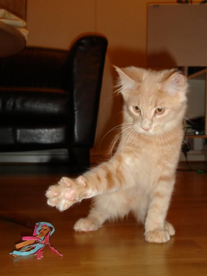 Maine Coon Buster - "Jeg træner til at blive målmand i FCK" billede 7