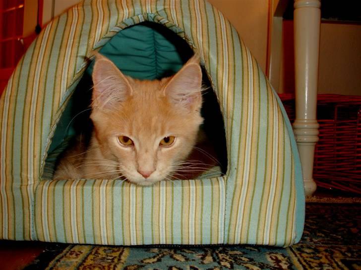 Maine Coon Buster - "Se! Jeg har min helt egen hule" billede 9