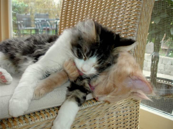 Maine Coon Buster - Kattevask i søvne! billede 10