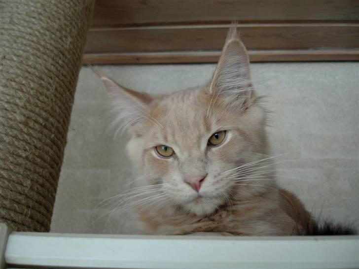 Maine Coon Buster - "Ville du noget?" billede 11