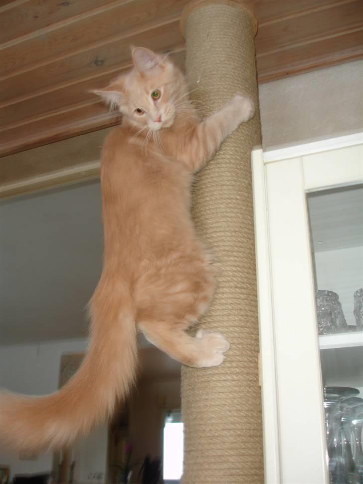 Maine Coon Buster - "Se hvad jeg kan!!" billede 12
