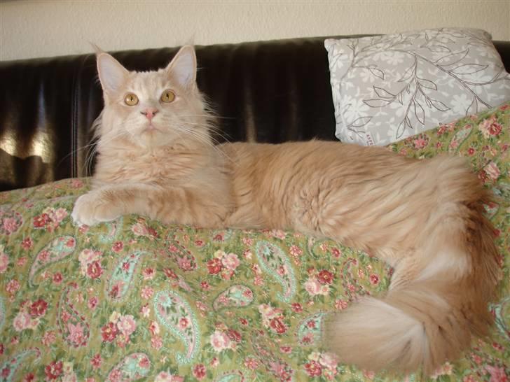 Maine Coon Buster - Smukke Buster! billede 15