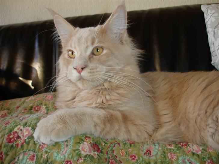 Maine Coon Buster - "Farven passer fint til mig!" billede 16