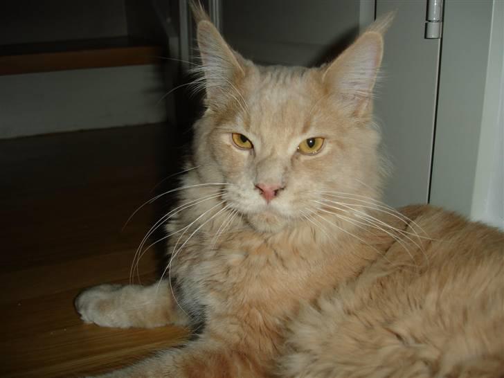 Maine Coon Buster - "Jeg giiiiider altså ikke fotograferes mere!!" billede 18