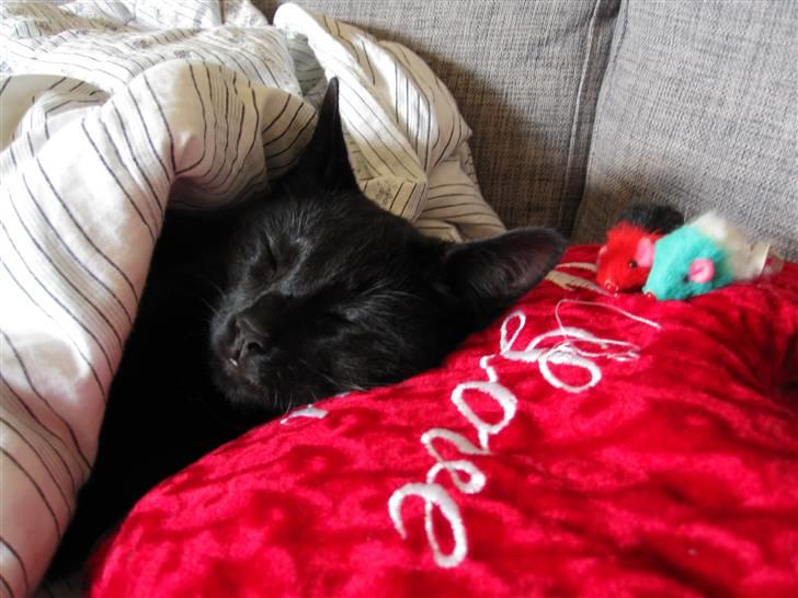 Huskat Bølle - En meget træt Bølle, godt puttet under tæppet! :D billede 9