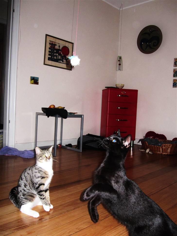 Huskat Bølle - ANGRIIIB!!! :D <33 billede 16