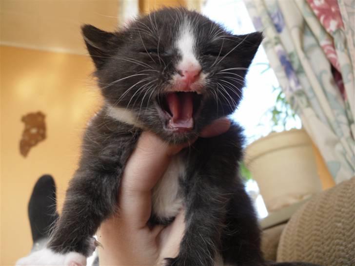 Huskat Bandit billede 1