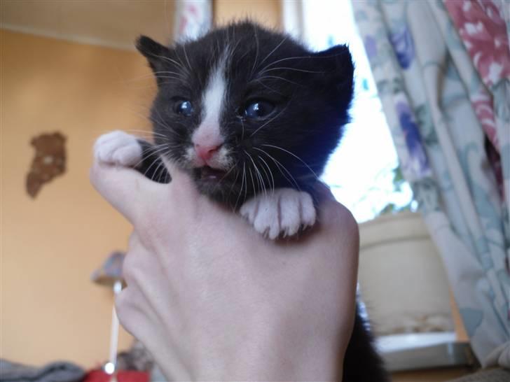 Huskat Bandit billede 2