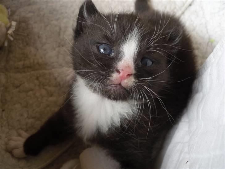 Huskat Bandit billede 3