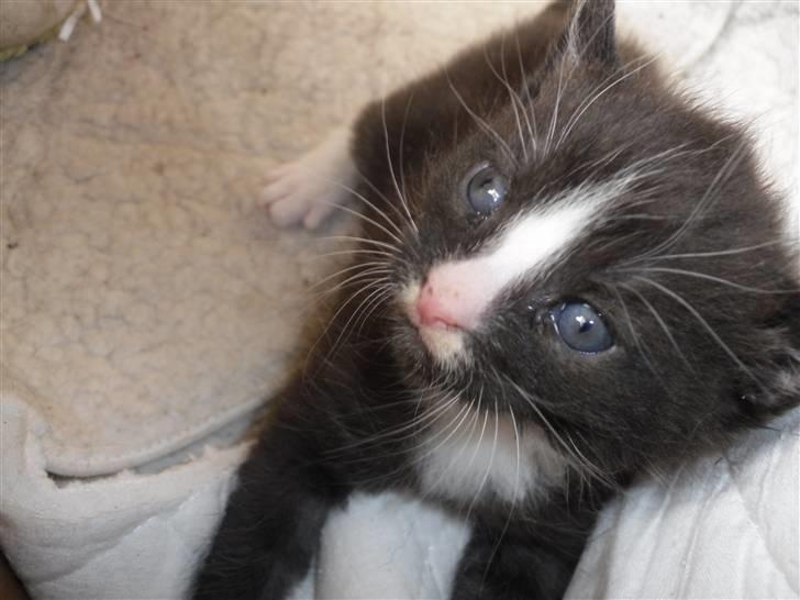 Huskat Bandit billede 4