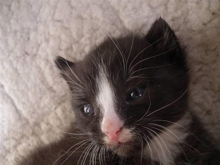 Huskat Bandit billede 5