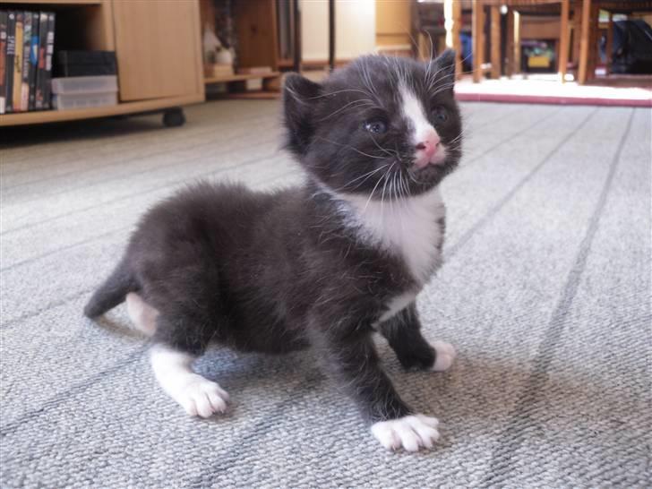 Huskat Bandit billede 6