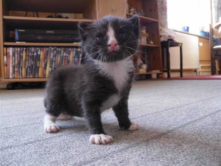 Huskat Bandit billede 7