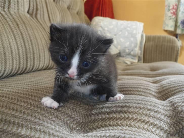 Huskat Bandit billede 8