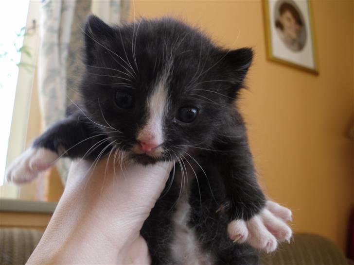 Huskat Bandit billede 9