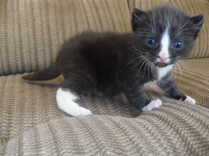 Huskat Bandit billede 10