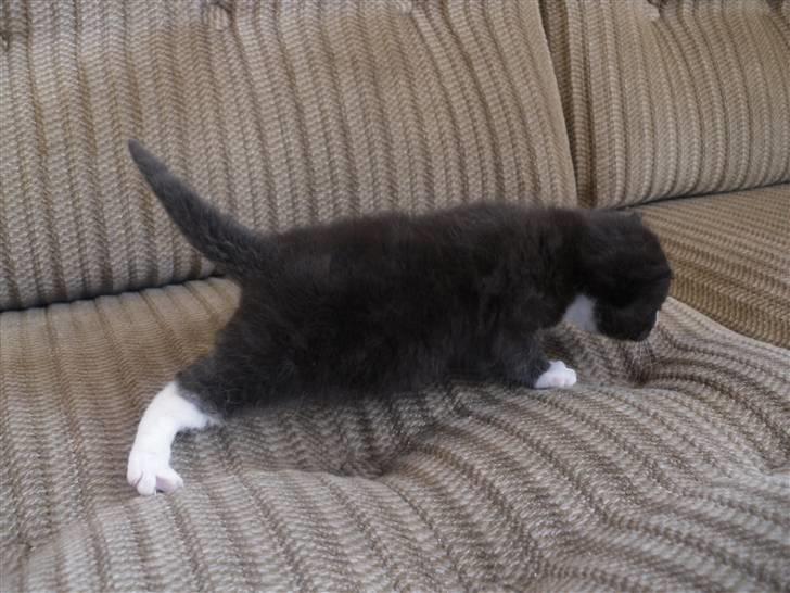 Huskat Bandit billede 11