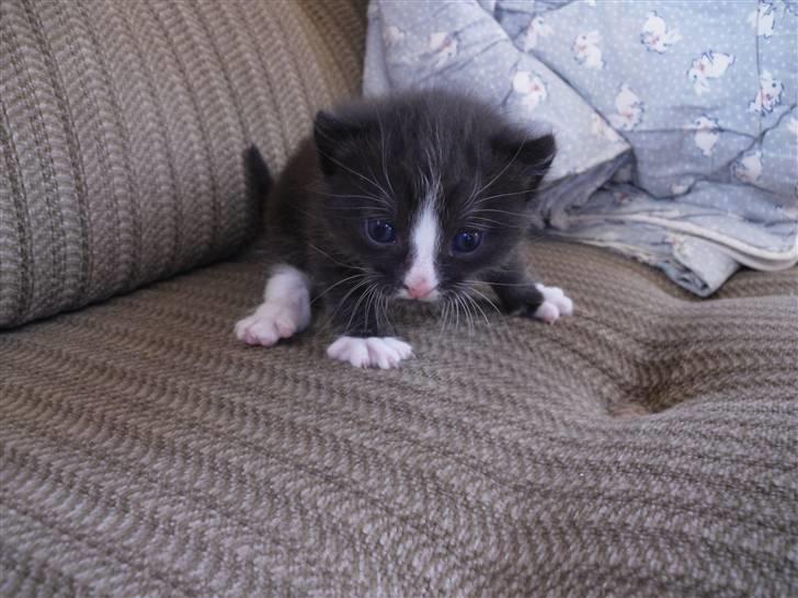 Huskat Bandit billede 12