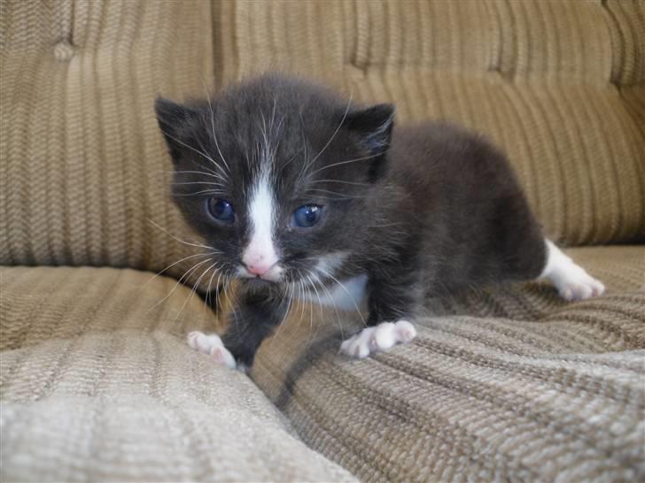 Huskat Bandit billede 13