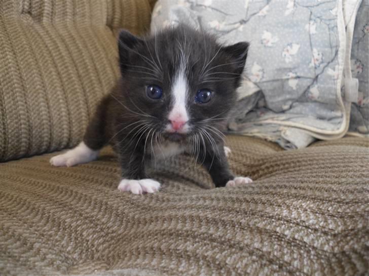 Huskat Bandit billede 14