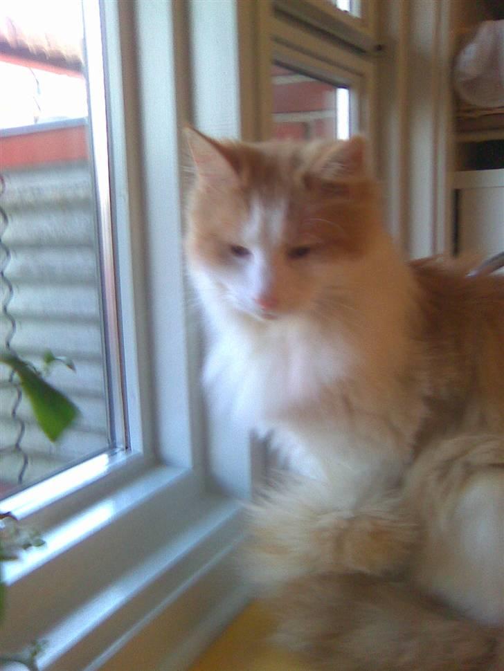 Blanding af racer felix - velkommen til felix profil lig gerne en høj:) billede 1