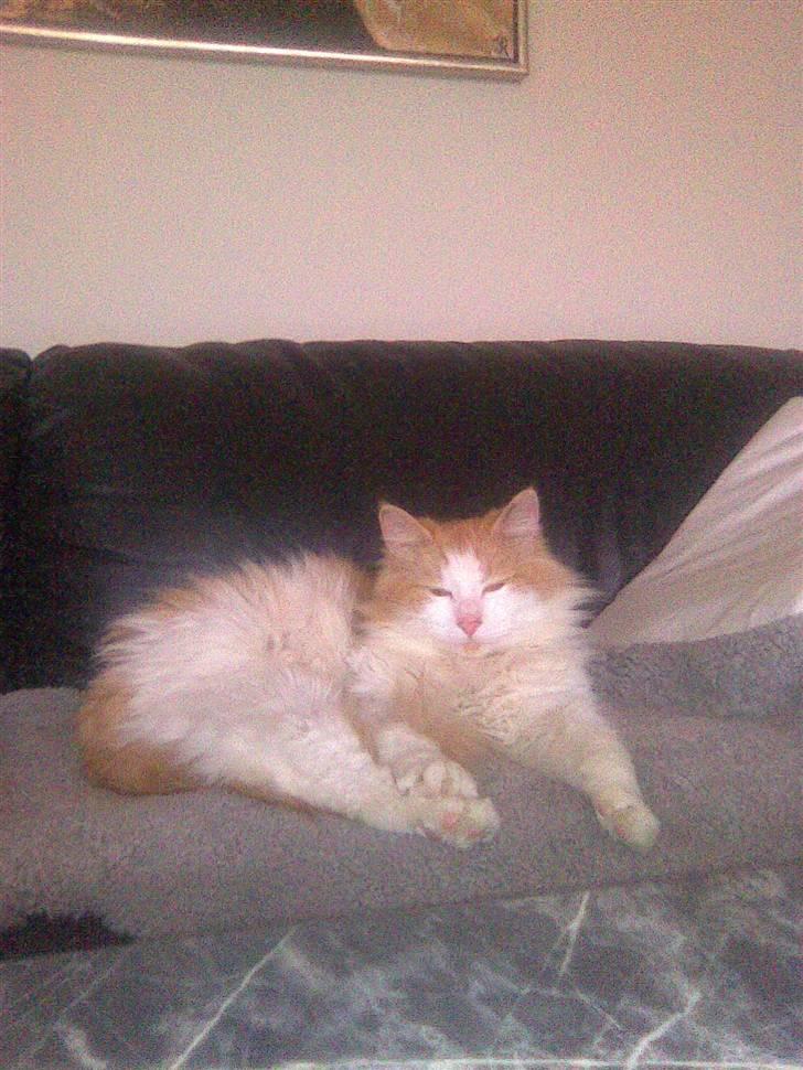 Blanding af racer felix billede 2