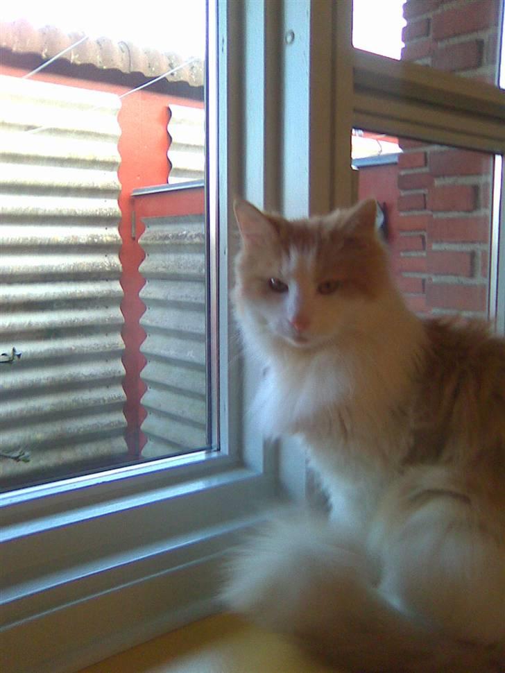 Blanding af racer felix billede 3