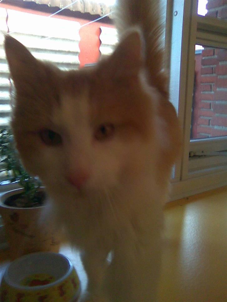 Blanding af racer felix billede 4