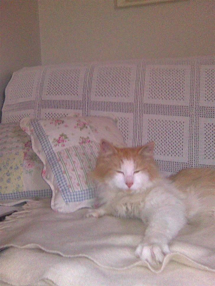 Blanding af racer felix billede 5