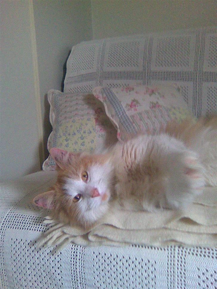 Blanding af racer felix billede 6