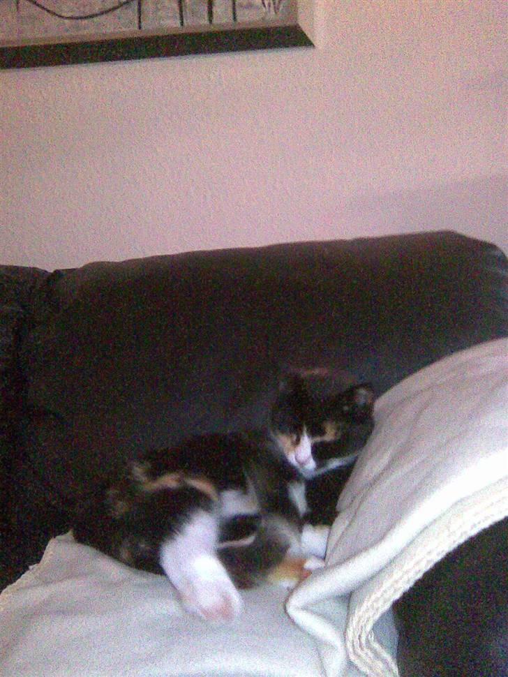 Huskat Kiki aflivet!! billede 6