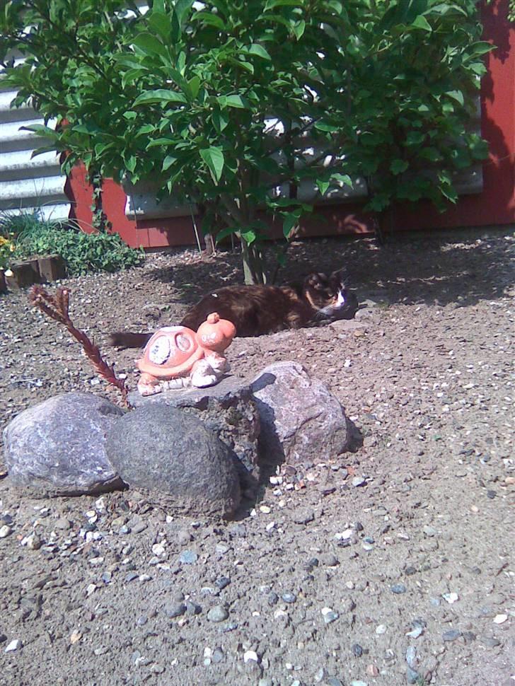 Huskat Kiki aflivet!! billede 7