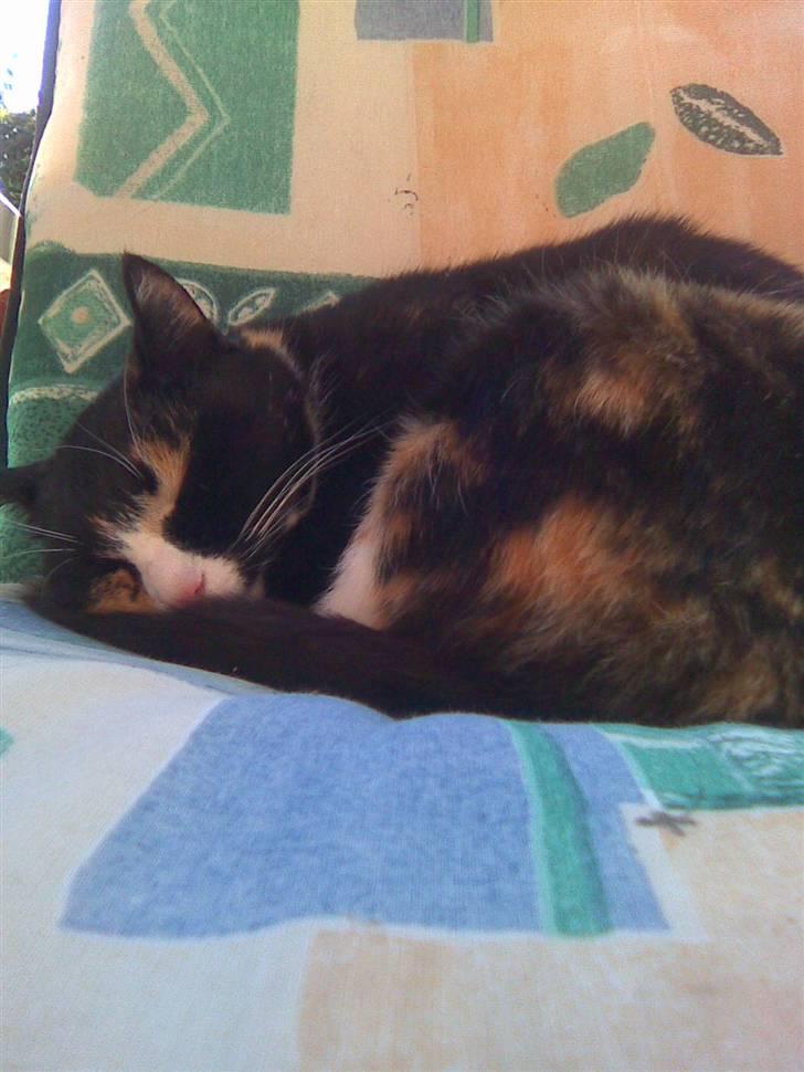 Huskat Kiki aflivet!! billede 8