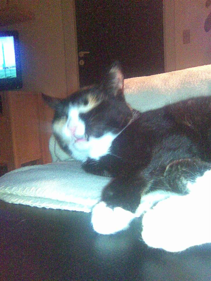 Huskat Kiki aflivet!! billede 9