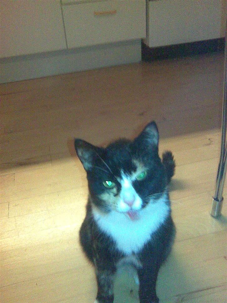 Huskat Kiki aflivet!! billede 10