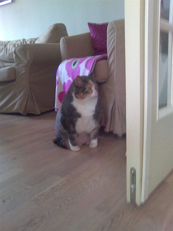 Blanding af racer astrid - jeg er den store kat pas heller på!!! billede 11