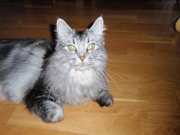 Blanding af racer Pjuske  billede 1