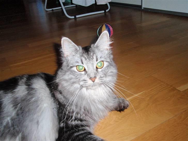 Blanding af racer Pjuske  billede 3