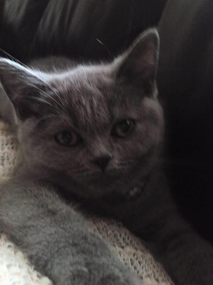 British Shorthair Amanda billede 1