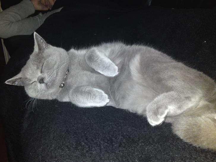 British Shorthair Amanda billede 2