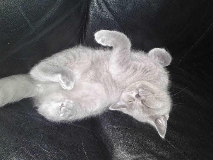 British Shorthair Amanda billede 3