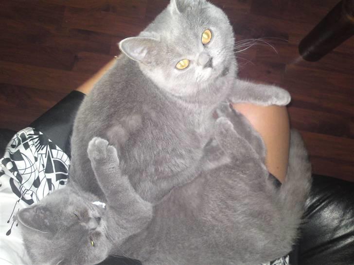 British Shorthair Amanda billede 5