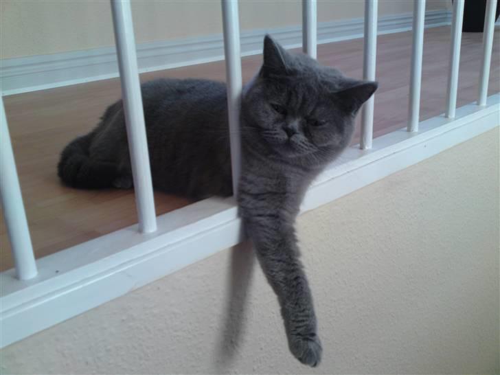British Shorthair Abbi billede 1
