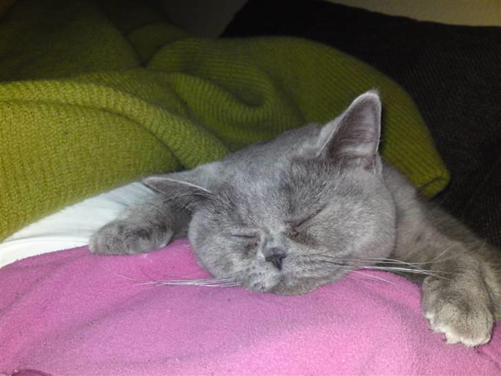 British Shorthair Abbi billede 2