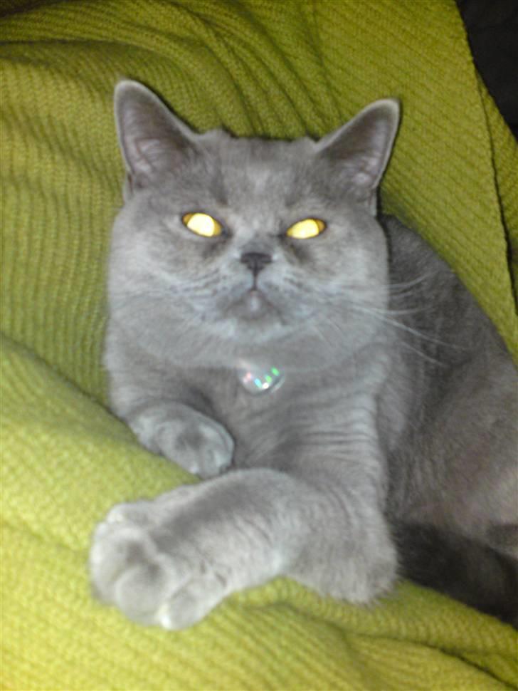 British Shorthair Abbi billede 3