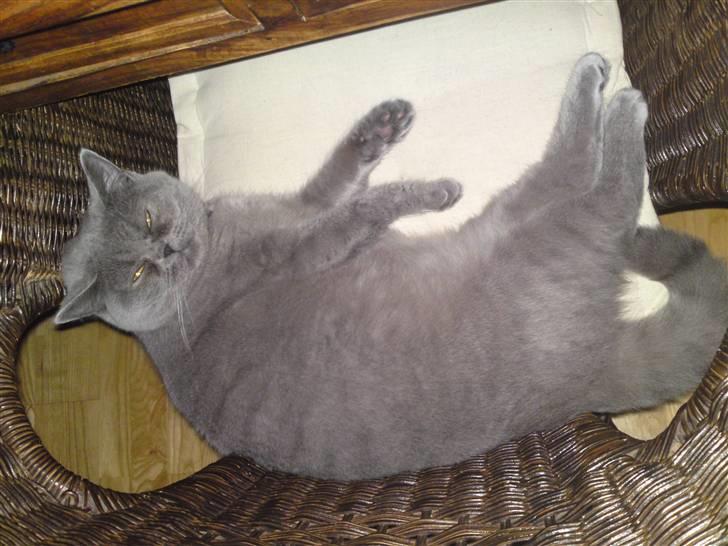 British Shorthair Abbi billede 4