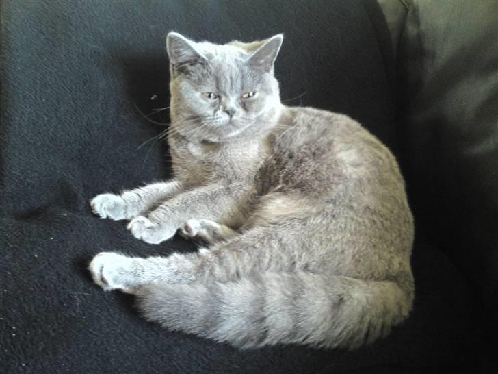 British Shorthair Abbi billede 5
