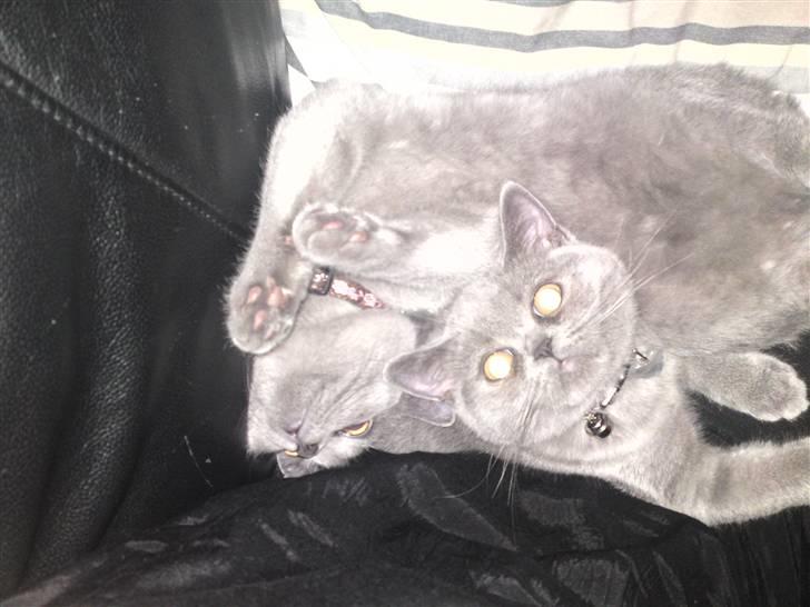 British Shorthair Abbi billede 6