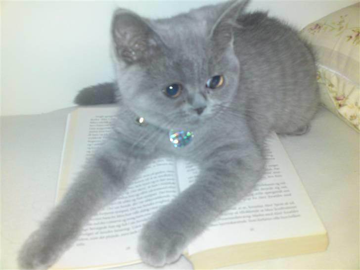 British Shorthair Abbi billede 7