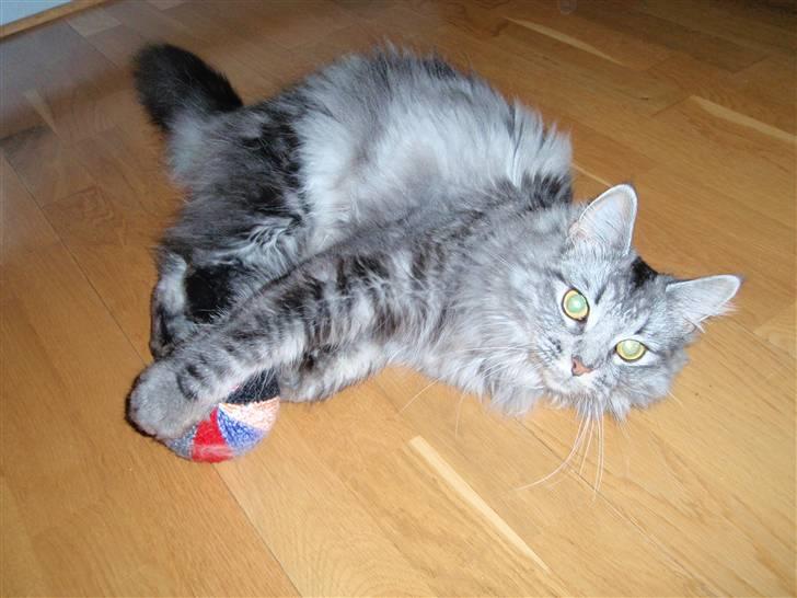 Blanding af racer Pjuske  billede 4